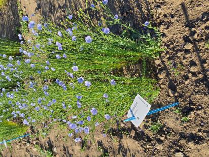 Click for 5 image(s) for this accession.